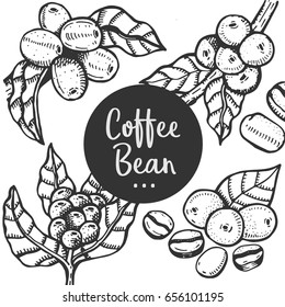 Hand drawn illustration of Coffee beans and Coffee tree.