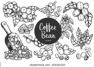 Hand drawn illustration of Coffee beans and Coffee tree.