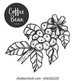 Hand drawn illustration of Coffee beans and Coffee tree.