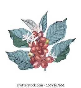 Hand drawn illustration of Coffee branch with seeds, fruits and flowers. Sketched coffee plant. Vector illustration in retro style