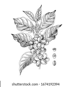 Hand drawn illustration of Coffee branch with seeds, fruits and flowers. Sketched coffee plant. Vector illustration in retro style