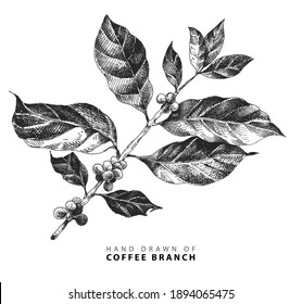 Hand Drawn Illustration of Coffee Branch with Beans Fruits. Coffee Plant Sketch Drawing Style