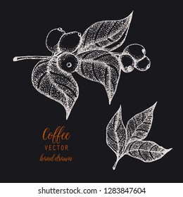 Hand drawn illustration, coffee set.  Black and white elements.Linear graphic.Engraved style.Vintage template for cafe or coffee shop.