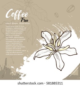 hand drawn illustration of coffee tree on background design.