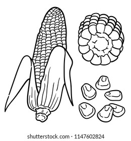 Hand drawn illustration of Corn.