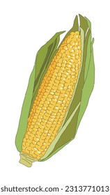 Hand drawn illustration of corn, a type of food crop. It is a grain grown in summer and eats yellow kernels.