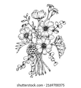 hand drawn illustration of cosmos flower bouquet, isolated on white background