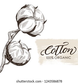 Hand drawn illustration cotton branches. Collection for design.