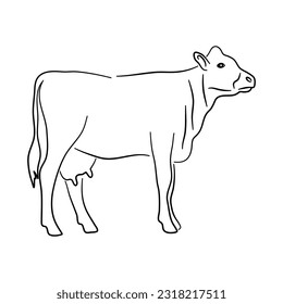 Hand drawn illustration of a Cow. Vector isolated on a white background.