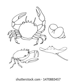 Hand drawn illustration of crabs and shells. Marine life vector black and white doodles. Underwater animals vector.