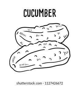 Hand drawn illustration of Cucumber.
