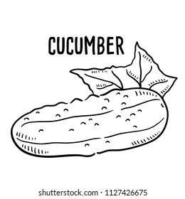 Hand drawn illustration of Cucumber.