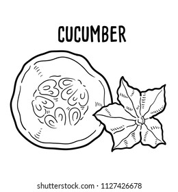 Hand drawn illustration of Cucumber.
