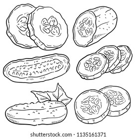 Hand drawn illustration of Cucumber.