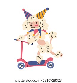 Hand drawn illustration of a cute circus poodle dog riding a kick scooter isolated on a white background. The trickster. Flat contour artwork, perfect for kids celebration card or festival design