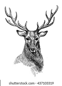 Hand drawn illustration deer. 