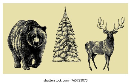 Hand drawn illustration of a deer and a bear from scandinavian forest. Based on a pencil drawing