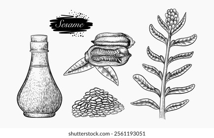 A hand drawn illustration depicts sesame seeds, oil in a bottle, and the sesame plant.