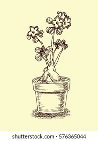 Hand drawn illustration of desert rose, plant’s in pot.