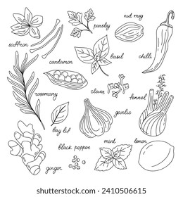 Dibujo manual de diferentes especias sobre fondo blanco. Arte de línea. Se utiliza para crear menús, empaques, impresiones. Jengibre, canela, vainilla, anís, albahaca, romero, cardamón, pimienta, manto