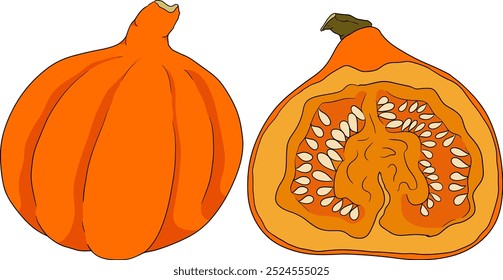 Hand drawn illustration of different types of pumpkins. Autumn vegetable, fall gourd, various type, shape, size, color. Seasonal fruit, Halloween and Thanksgiving decoration. 