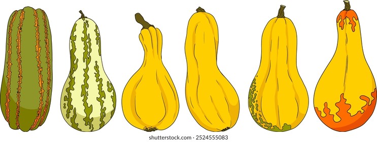 Hand drawn illustration of different types of pumpkins. Autumn vegetable, fall gourd, various type, shape, size, color. Seasonal fruit, Halloween and Thanksgiving decoration. 