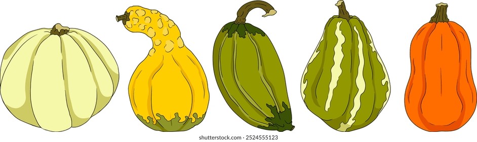 Hand drawn illustration of different types of pumpkins. Autumn vegetable, fall gourd, various type, shape, size, color. Seasonal fruit, Halloween and Thanksgiving decoration. 