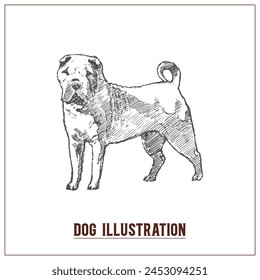 Hand Drawn Illustration of Dog, Vintage illustration of Dog, Vector File of Dog illustration, editable, Hand drawn illustration, Bull Dog, front face, Retro, logo design, Editable Template, Graphic