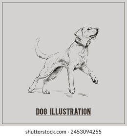 Hand Drawn Illustration of Dog, Vintage illustration of Dog, Vector File of Dog illustration, editable, Hand drawn illustration, Bull Dog, front face, Retro, logo design, Editable Template, Graphic