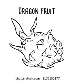 Hand drawn illustration of Dragon fruit.