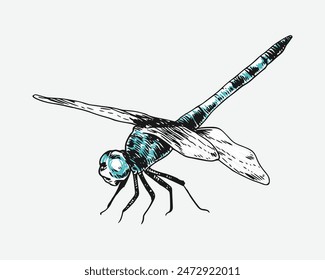 hand drawn illustration of dragonfly. Different pose, action. Isolated background. Colored vector engraving.