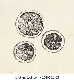 Hand drawn illustration of dried lemon slices. Ingredients for mulled wine