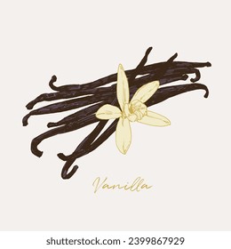 Hand drawn illustration of dried vanilla beans with flower. Culinary graphic elements, food ingredients and flavouring additive, spice drawing with background colouring