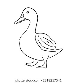 Hand drawn illustration of a Duck. Vector isolated on a white background.