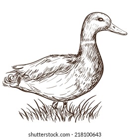 Hand drawn illustration of a duck in vintage style