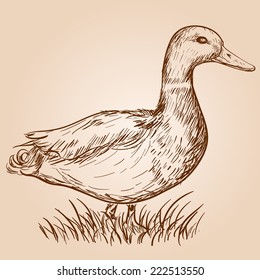 Hand Drawn Illustration Of A Duck In Vintage Style