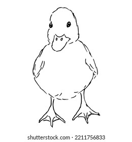 Hand drawn illustration of duckling. Poultry. Vector illustration in doodle cartoon style