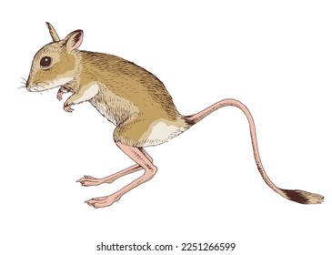 Hand drawn illustration of egyptian jerboa