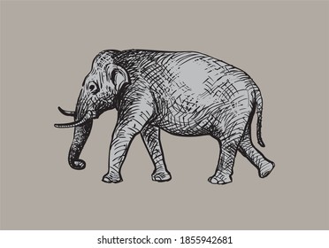 Hand drawn illustration of elephant