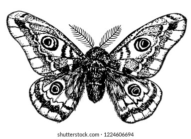 Hand drawn illustration of a emperor moth on white background.