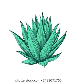 Hand drawn illustration in engraving style. Agave plant isolated on white background. Vector element for design.