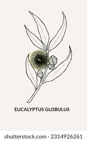 Hand drawn illustration of Eucalyptus globulus branch. Eucalyptus globulus branch illustration for logo and packaging design. Drawing of Eucalyptus globulus branches in vintage style.