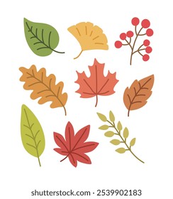 Hand drawn illustration of fallen leaves from trees in fall season. Ginkgo leaves, maple leaves.