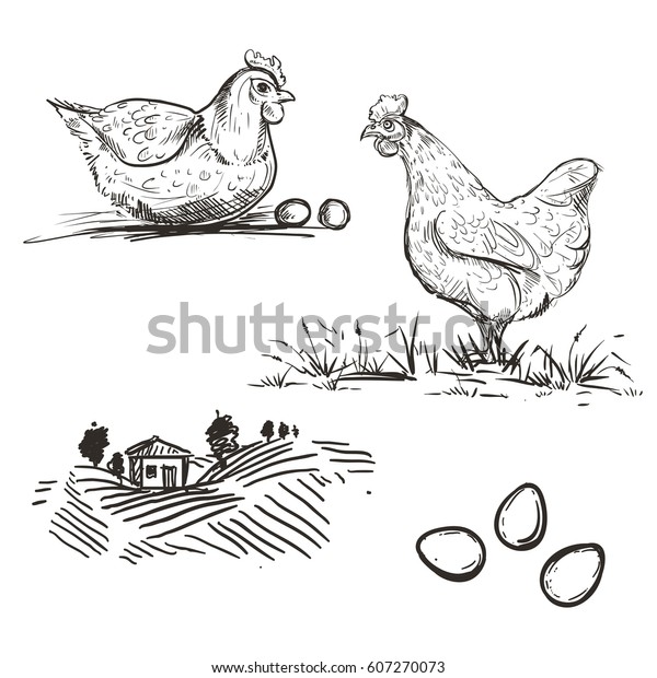 農場や鶏 卵のスケッチを描いた手描きのイラスト ベクター画像セット のベクター画像素材 ロイヤリティフリー