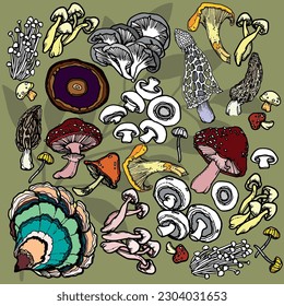 Hand drawn illustration featuring cluster assorted colourful mushrooms