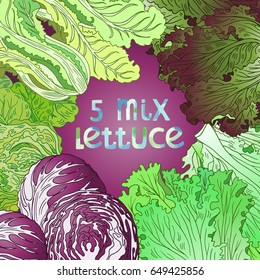 Hand drawn illustration with five lettuce sorts. Fully editable vector illustration with clipping masks. Mix lettuce set on purple background signed with watercolor letters.