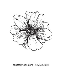 Hand drawn illustration floral element for design in black color. Ink sketch