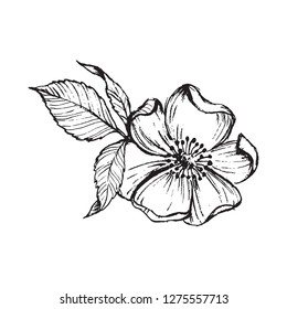 Hand drawn illustration floral element for design in black color. Ink sketch
