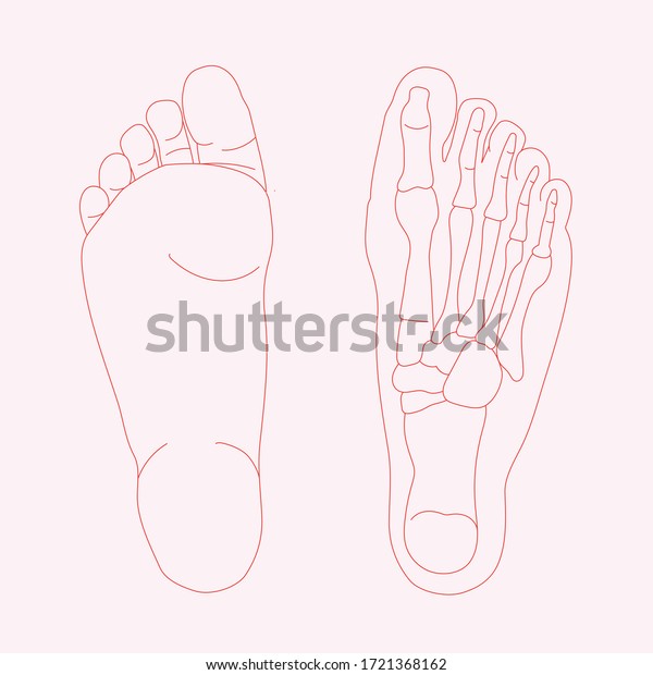 Hand drawn\
illustration of foot bones isolated on coloured background. red\
lines illustration of human anatomy.\
