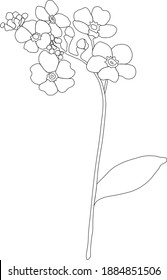 Hand Drawn Illustration Of Forget Me Not Flower Isolated On White Background.  Flower With Black Outline, Contour.